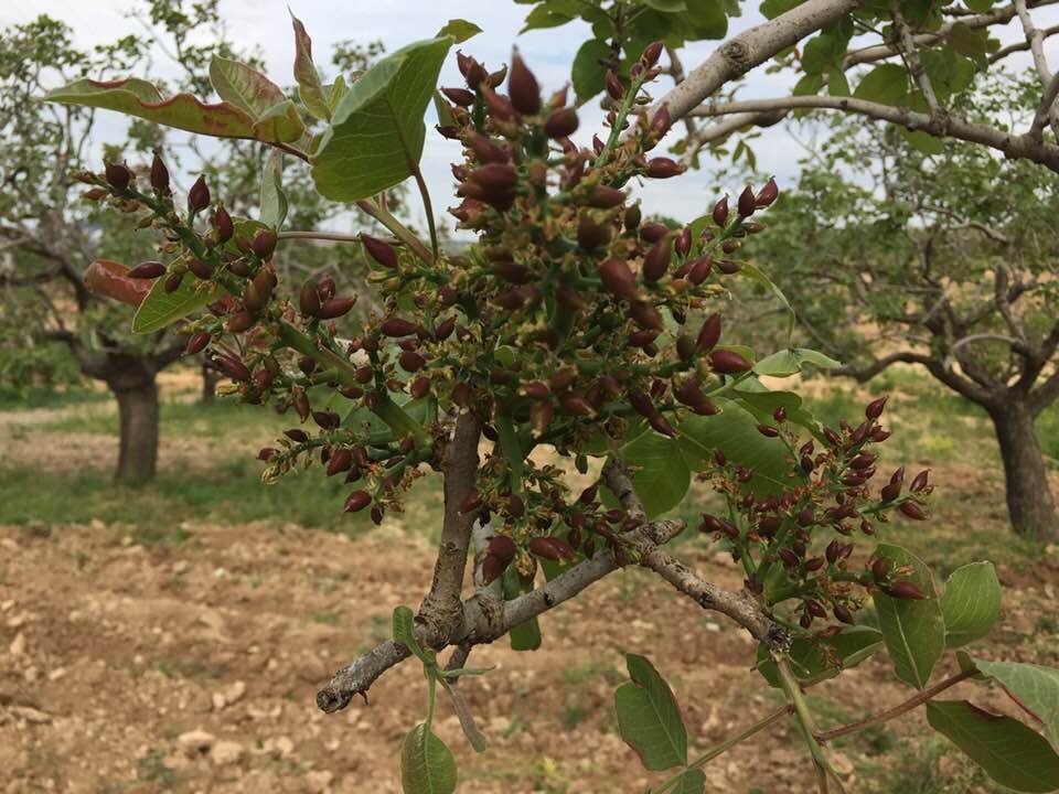 pistachios